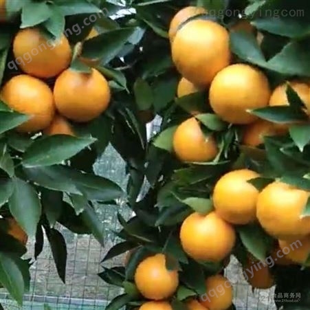 晚熟高糖柑橘新品种 甘平橘子苗果树苗 1年生
