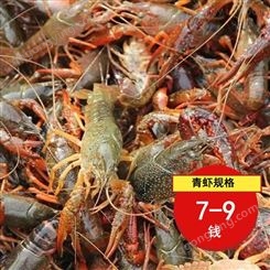 潜江小龙虾批发7到9钱青虾2021年11月小龙虾批发价36元每斤