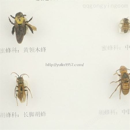 膜翅目昆虫分类标本四种 高校教学标本 干制昆虫标本 教学使用