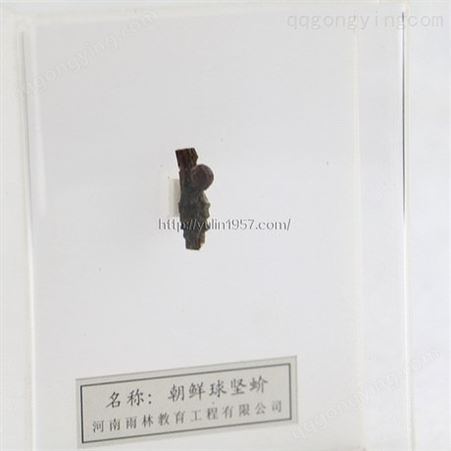 朝鲜球坚蚧 高校教学标本 干制昆虫标本 教学使用