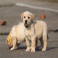 厂家出售拉布拉多幼犬 宠物犬 体格小巧可爱 体长56cm