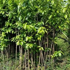 达林园林 玛瑙红樱桃苗 适应性强 带土保湿发货