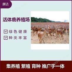 大角鹿 可供观赏 集养殖 繁殖 育种 推广于一体 易于管理