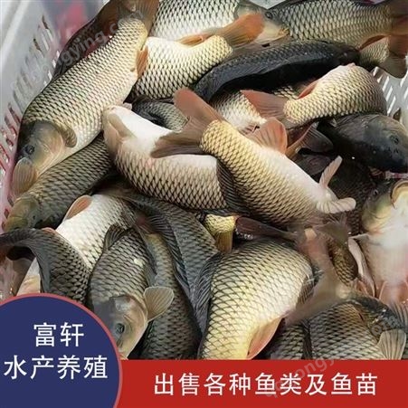 白鲢鱼批发 厂家直供白鲢鱼 品种齐全 白鲢鱼价格 轩富水产