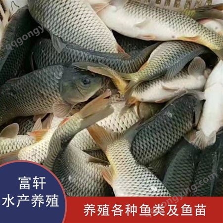 各种规格鲤鱼养殖 养殖鲤鱼批发 河北鲤鱼出售 多种水产品种