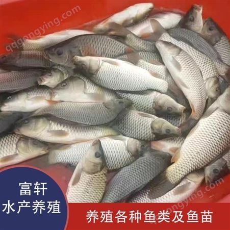 各种规格鲤鱼养殖 养殖鲤鱼批发 河北鲤鱼出售 多种水产品种