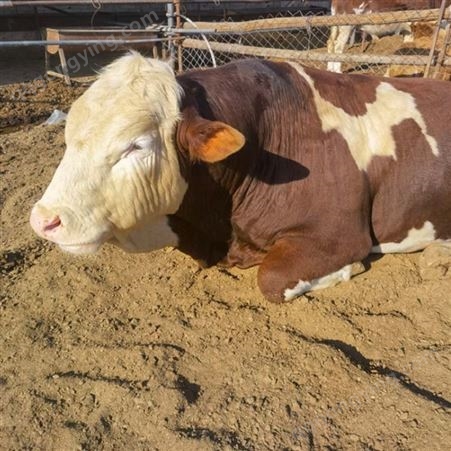 厂家批发 新 疆散养 西门塔尔公牛 700公斤以上 采食能力强 易养活