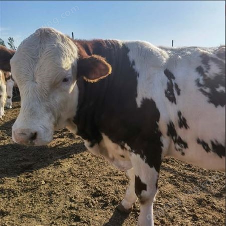 厂家批发 新 疆散养 西门塔尔公牛 700公斤以上 采食能力强 易养活