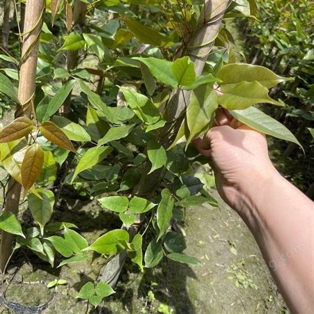 四季常青爬藤类攀援植物树种油麻藤 护林护坡植物