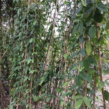四季常青爬藤类攀援植物树种油麻藤 护林护坡植物