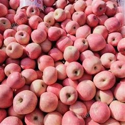当季红富士苹果 新鲜采摘条红片红色形 成法水果