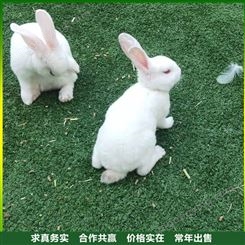 小体型萌宠兔子租赁 散养成年梅花鹿展览互动 可爱亲人不吵闹