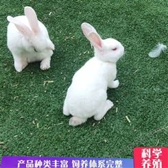 萌宠租赁 户外广场公园观赏小兔子出租 毛色洁白 品种多样