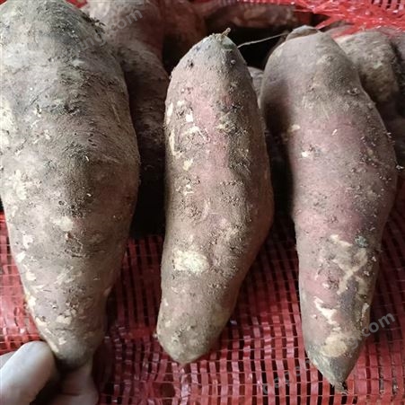 大个新鲜红薯地瓜番薯批发鲜美香甜皮薄易剥 蒸煮烤制