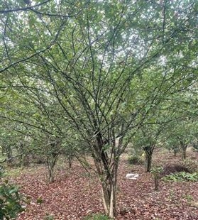 名川农业优质供应垂丝海棠 铁杆海棠花庭院风景98.6%树苗成活率
