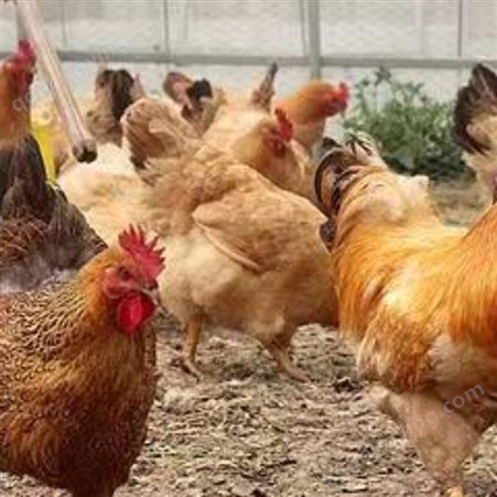 发酵辣椒粕厂家给蛋鸡日常保健 发酵辣椒粕教您养好鸡