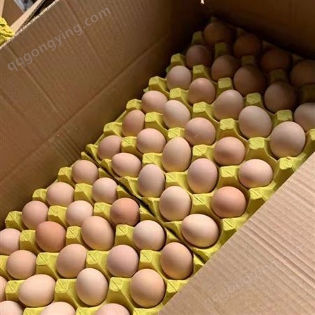 蛋鸡辣椒油粉预防冷应激 蛋鸡用辣椒油粉产蛋多 蛋鸡油粉