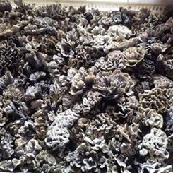干巴菌干货 新鲜食用菌 云南特产蘑菇供应