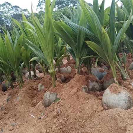 泰国金椰子百亩种植区 批发泰国金椰子 泰国金椰子基地
