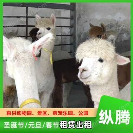 宠物羊驼 春节庆典羊 驼表演 活体草泥马出租 纵腾