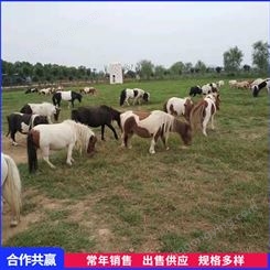 动物园园区观赏宠物马 养马场养殖出售设特兰矮马品种优良