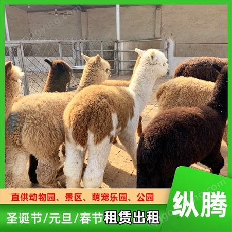 宠物羊驼 春节庆典羊 驼表演 活体草泥马出租 纵腾