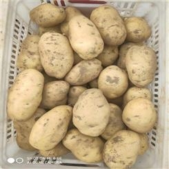 马铃薯土豆代收荷兰15新货长期供应优质货源