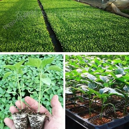 播种速度快 精准度高98% 农瑞德穴盘育苗机 小型蔬菜播种机厂家