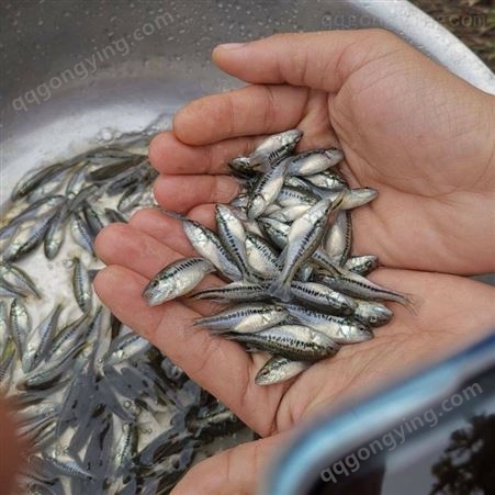 基地直批 鲈鱼苗 量大价优 专业饲养 品质保障